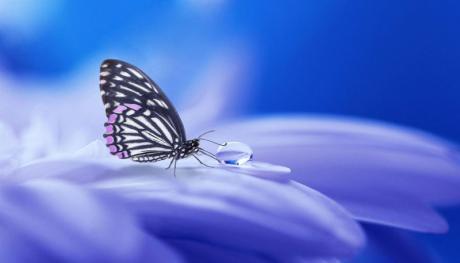 Bubnoštěky - motýlí křídla kolem nás